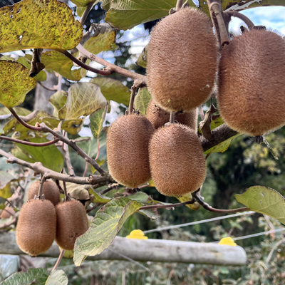 Kiwis cultivados na propriedade